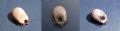 Ixodes sp.